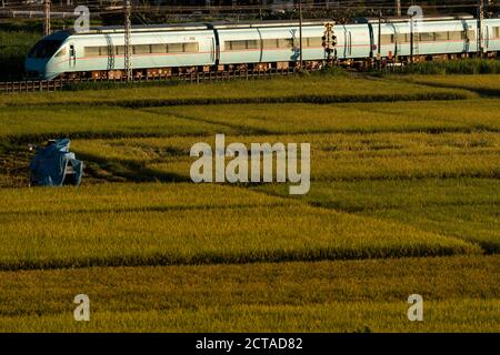 Odakyu Line passing through autumn rice field in the early morning, Isehara City, Kanagawa Prefecture, Japan. Stock Photo