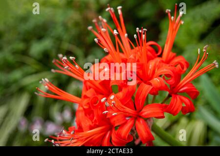 Jersey Lily - Nerine Sarniensis  - in Bloom Stock Photo