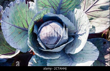 22 September 2020, Schleswig-Holstein, Dithmarschen (kreis): Red cabbage grows in a field in the Dithmarschen district. Dithmarschen, Europe's largest closed cabbage-growing region, celebrates cabbage for a week with the Dithmarscher Kohltage. The days are opened with the traditional cabbage cutting by the district president and minister of agriculture. Photo: Markus Scholz/dpa Stock Photo