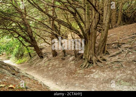 View of the North Downs Way in the Surrey Hills, a section of the long distance path through woodland during September, Surrey, UK Stock Photo