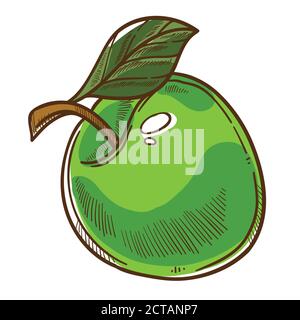 Green apple with leaf, autumn harvesting healthy eating Stock Vector