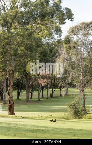 native-australian-eucalyptus-trees-on-the-shore-of-a-lake-near-nannup