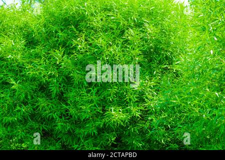 Willow tree branches with young green leaves as nature background. Salix fragilis foliage wall Stock Photo
