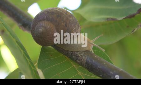 Helix pomatia. edible snail macro. Snail climbs on another snail shell slow motion. Stock Photo