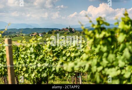View of famous wine region Goriska Brda hills in Slovenia. Panoramic photo of villages of Gorica Hills with vineyards and grapevine covering hills. Ag Stock Photo