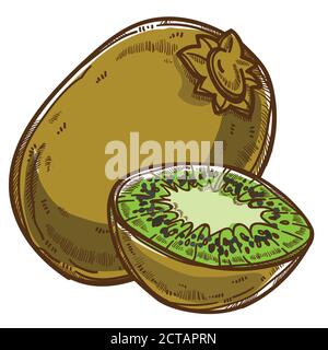 Kiwi tropical fruit sliced part, healthy eating vector Stock Vector