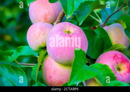 Florina apples hanging on a tree. Stock Photo
