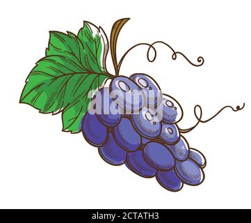 Ripe brunch of grapes, juicy organic fruit vector Stock Vector