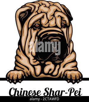 Head Chinese Shar-Pei - dog breed. Color image of a dogs head isolated on a white background Stock Vector
