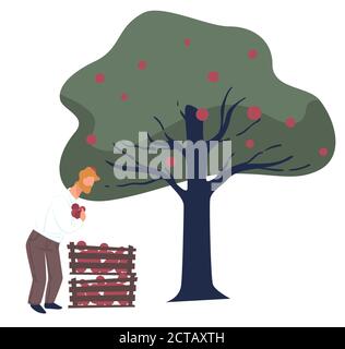 Picking ripe apples from tree, male with fruits Stock Vector