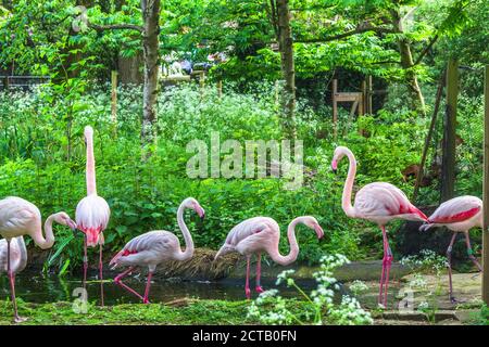 Mesmerizing shot of beautiful pink flamingos in London zoo Stock Photo