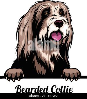 Peeking dog - Bearded Collie - dog breed. Color image of a dogs head isolated on a white background Stock Vector
