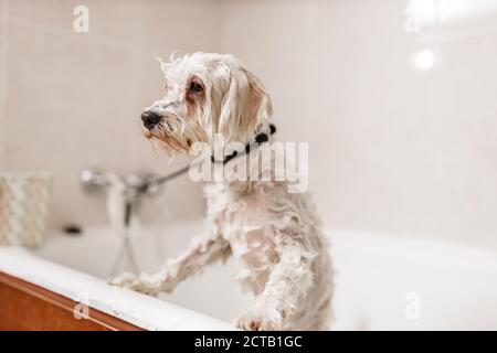 Purebreed white Bichon puppy showering in bath by pet beautician Stock Photo