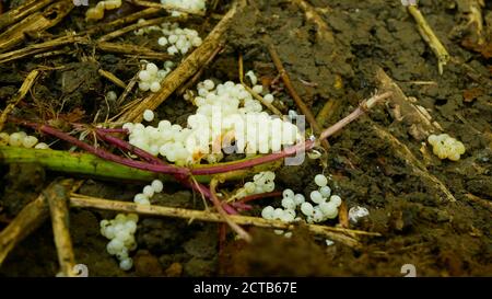 Spanish slug eggs nest hatchery egg-laying laying white pest Arion vulgaris snail parasitizes on leaf vegetables moving in the garden, hatch eating Stock Photo