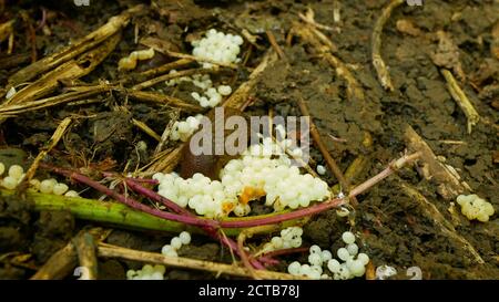 Spanish slug eggs nest hatchery egg-laying laying white pest Arion vulgaris snail parasitizes on leaf vegetables moving in the garden, hatch eating Stock Photo