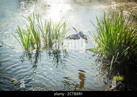 Sandford-on-Thames, Oxfordshire, UK. 21 September, 2020. Hiking along Sandford-on-Thames. A heron takes flight. The Indian summer continues through Se Stock Photo