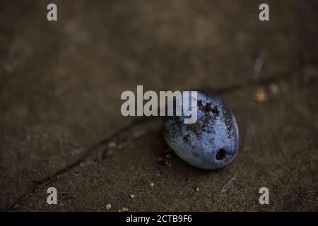 old plum fruit on the dark grey table. Stock Photo