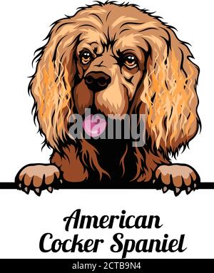 Peeking dog - American Cocker Spaniel - dog breed. Color image of a dogs head isolated on a white background Stock Vector