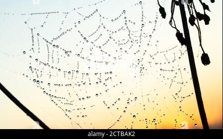 Dew drops frozen on the web. Sunrise. Beautiful background Stock Photo