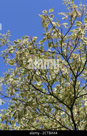 Looking up through the two-toned foliage of a mature Cornus controversa 'Variegata' tree. White and green leaves against a background of blue sky. Stock Photo