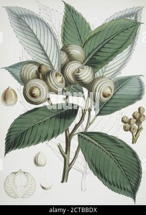 Quercus Lamellosa, Ham., still image, 1855, Fitch, W. H. (Walter Hood) (1817-1892), Hooker, Joseph Dalton, Sir (1817-1911 Stock Photo