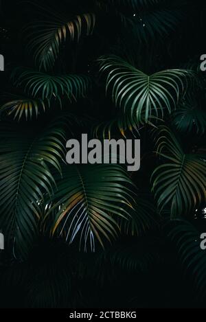 Deep green palm leaves forest background Stock Photo