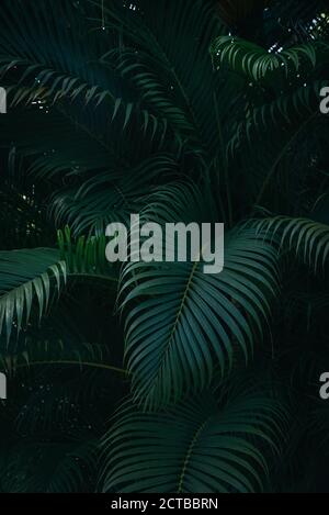 Deep green palm leaves forest background Stock Photo