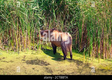 Horse standing in the swamp and eating green reed Stock Photo