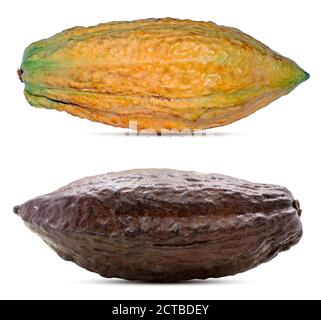 Cacao or Cocoa fruits isolated on white background Stock Photo