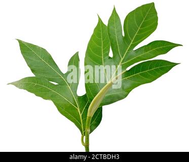 Tropical of Breadfruit leaf isolated on white background Stock Photo