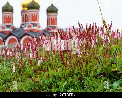 pink alpine bistort plant and Znamensky monastery on background in Moscow city on September day (focus on flowers on foreground) Stock Photo