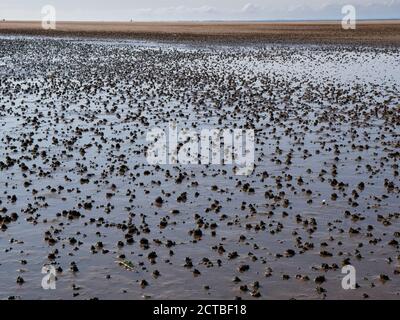 Lugworm or sandworm casts on the beach at low tide on Whiteford Sands near Rhossili on the Gower Penisula Wales UK Stock Photo