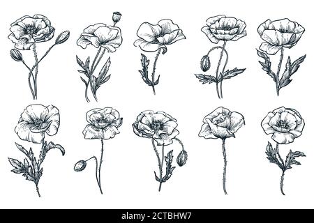 Poppy beautiful blooming flowers set, isolated on white background. Vector hand drawn sketch illustration. Spring or summer plants and floral nature d Stock Vector