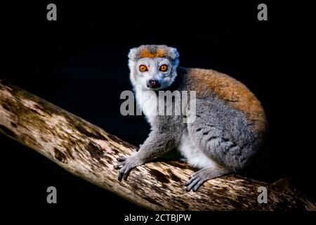 Edinburgh, UK. Mon 21 September 2020. Crowned lemur (Eulemur coronatus) at Edinburgh Zoo, Scotland. Stock Photo