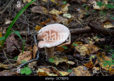 Woolly milkman Lactarius torminosus in the autumn forest. The mushroom is edible. Better suited for canning. Stock Photo