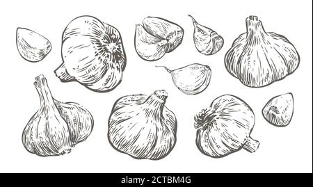 Garlic sketch. Food vintage vector illustration Stock Vector
