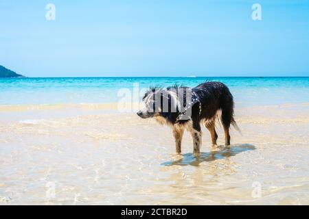 Dog on summer beach by blue sky. Cute pet stand in water after swimming Stock Photo