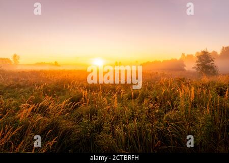 Foggy sunrise on an autumn field with grass and trees on a clear morning. Stock Photo
