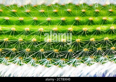 Close-up of a prickly green cactus texture. Nature background Stock Photo