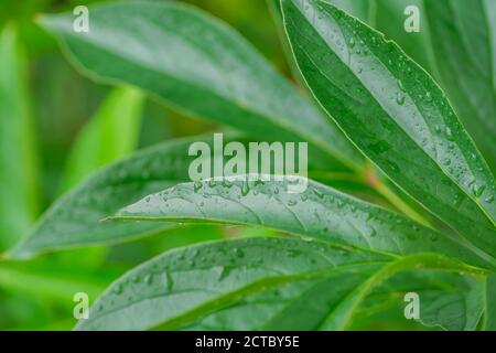 close up of peony leaves after the rain. Green foliage background. Water drops on leaf. Stock Photo
