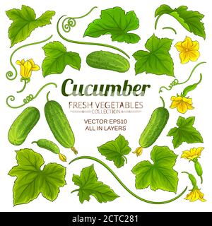 cucumber elements set on white background Stock Vector
