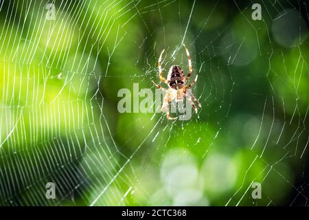 Spider on spider web on blurred green trees background. Macro shot. Insect photography Stock Photo
