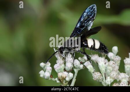 Double-banded Scoliid Wasp (Scolia bicincta) - Picture Insect