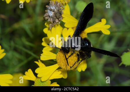 A Double-banded Scoliid Wasp (Scolia bicincta) works on pollinating  summertime blooms as a thread-waisted wasp flies by in the background.  Raleigh, No Stock Photo - Alamy