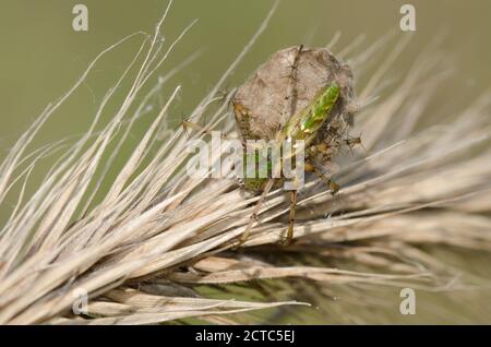 Green Lynx Spider, Peucetia viridans, female guarding egg case while perched on Virginia wildrye, Elymus virginicus,  grasshead Stock Photo