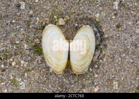 An open bivalve shell on a beach creating a heart shape Stock Photo