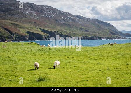 A herd of sheep grazing in a field on the wild coast of County Donegal in Ireland Stock Photo