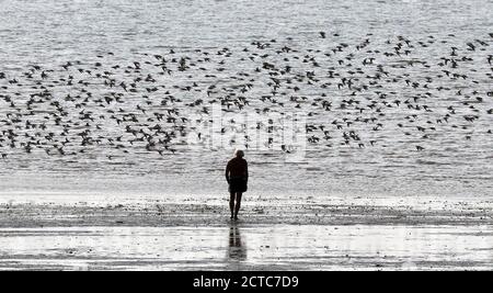 Heacham, UK. 22nd Sep, 2020. A person watches as birds take flight on ...