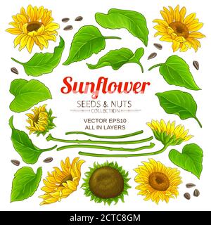 sunflower elements set on white background Stock Vector
