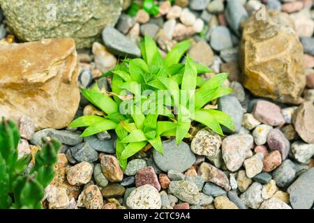 close up of  rosetted echeveria, Succulents in desert botanical garden with sand stone pebbles background Stock Photo